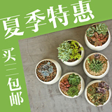 日式经典造型 多肉植物百搭款陶瓷花盆 肉肉绿植大肚桌面奶白花盆