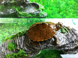 地图龟活体 密西西比地图龟 宠物龟活体水龟草龟 约5-7cm全品活泼