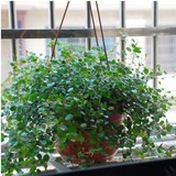 （千叶吊兰）新房绿色清新剂 吊兰植物千叶兰 吊兰盆栽 净化空气
