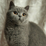 CAA注册 纯种猫 英国短毛猫 蓝猫母【诺诺】退役●家●