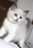 布偶猫--标准蓝双色布偶猫--妹妹(已经在新家)