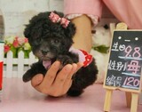 【嗨狗宠物】微小配茶杯 银灰色泰迪 泰迪幼犬活体出售 顶级灰贵