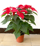 室内花卉盆栽植物 一品红苗 红红火火一品红 观叶植物向阳红