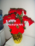 仿真圣诞花盆栽批发假花圣诞红一品红绢花圣诞节礼物圣诞布置