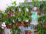 迷你植物 猪笼草吊兰和种子食虫植物 让它吃蚊子 带普通吊盆