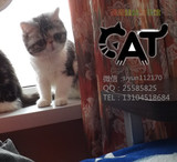 哈尔滨宠物猫异国短毛猫猫咪宝贝美猫加菲猫猫咪宝贝甜甜代售