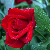 玫瑰花苗 盆栽月季苗 情人玫瑰花 红玫瑰花苗 香水玫瑰花苗带花