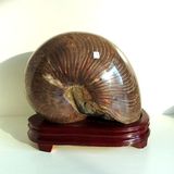 超大 玉化螺原石标本 大头螺标本 罕见 菊石 鹦鹉螺玉化6.8kg