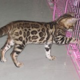 家养出售－家庭繁殖 名猫出售 孟加拉豹猫 数量不多 多是精品*陆