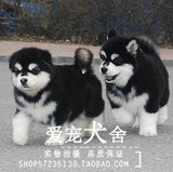 特价出售 纯种 阿拉斯加犬 幼犬 巨型阿拉斯加雪橇犬 包健康=45