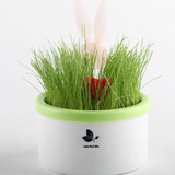 朝暮间 创意礼物 LED光控 月光兔 情侣兔 盆栽 小夜灯 真草种植