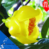 名贵茶花苗一级保护植物世界濒临灭绝防城金花茶零卖兼批发包邮