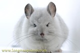 【龙猫拍卖】龙猫宠物活体进口长毛龙猫极品银斑-展示