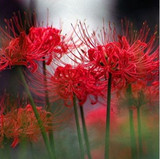 红色彼岸花种球盆栽又称曼珠沙华|红花石蒜球根|促销价卧室客厅