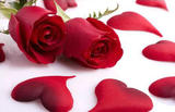 红玫瑰鲜花 批发 生日鲜花速递 鲜花礼盒 同城送花 花盒 送花店