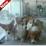 英国赛级威尔士纯种柯基犬幼犬出售宠物狗 北京及周边地区可送货