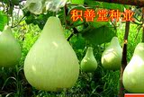【大仙葫芦种子】 圆瓢菜 可做瓢 瓠瓜 庭院种植 老口感