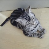 CFA猫舍出售 纯种猫咪 宠物猫 美短猫苏格兰折耳猫