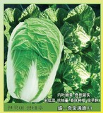 盛-奇金满迪F1韩国大白菜种子 耐抽薹 适宜做泡菜 口感脆嫩