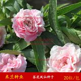七彩凤仙花卉种子 凤仙花种子 中国茶花凤仙 指甲草种子四季播种