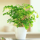 铁线蕨 中型植物 耐阴喜水 盆栽绿植 吸甲醛净化空气