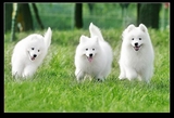 『郑州狗舍』出售家养纯种澳版萨摩耶犬宠物狗 萨摩耶幼犬宝宝991