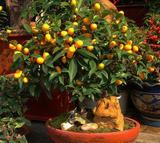 四季金橘盆栽果树苗 金桔树苗 橘子苗带果发货 室内庭院阳台盆栽