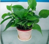 促销水培绿萝 净化空气植物花卉/绿植盆栽卧室非常容易茶几不含盆