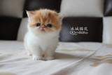 【冰城猫苑】CFA注册异国短毛猫/宠物猫加菲猫/红白梵纹（售出）