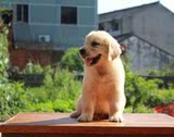金毛犬纯种幼犬宠物出售家养活体长毛黄金巡回犬导盲犬狗狗1