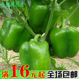 C117盆栽蔬菜种子 绿色甜椒 小菜园种植 阳台种菜种子 观果植物