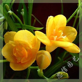 『热卖』进口小苍兰 香雪兰麦兰重瓣种球苗 盆栽花卉多种颜色可选