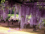 紫藤花苗 日本紫藤树苗 庭院攀援植物围墙爬藤绿植盆栽地栽花卉