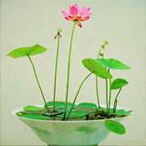 水培植物种子碗莲种子 水生花卉水养花卉种子 室内小荷花种子