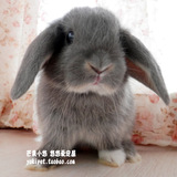 自家繁殖 家养宠物兔活体 紫色 纯白色 短毛垂耳兔 预定
