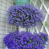 出售观花种子 翠蝶花、垂吊花卉种子、阳台盆栽植物翠蝶花20粒
