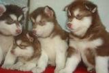 温州 家养纯种巨型阿拉斯加雪橇犬幼犬公母均有7
