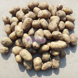 脱毒马铃薯种子 费乌瑞它 绿色有机品 一级种薯 荷兰土豆 高产