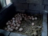 珍珠鸡/受精种蛋/可孵化用蛋/受精蛋   特禽种蛋  繁殖期结束