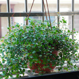 特价销售室内阳台盆栽吊兰千叶吊兰吸收甲醛净化空气客厅庭院