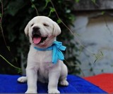 合肥宠物狗幼犬纯种拉布拉多犬 拉布拉多犬幼犬出售 拉布拉多301