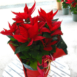 年宵花卉 一品红/圣诞花 办公室/家居/室内绿色植物盆栽冬季美花