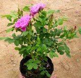 食用玫瑰花苗 大马士革香水玫瑰 花朵是泡茶饮用 提取精油的佳品