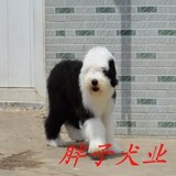 顶级高品质大骨量 精品古牧幼犬 实物拍摄 胖子犬业质保出售