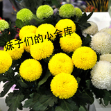 乒乓菊 各色 杭州同城鲜花批发 鲜花速递 婚庆商务家居用花