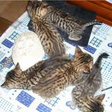 ★家庭式繁殖★家养纯种猫，宠物小豹猫 孟加拉豹猫 打好疫苗