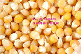 爆米花专用玉米 爆裂玉米 小玉米 爆米花专用小玉米 爆米花机