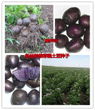 蔬菜种子有机马铃薯黑土豆种子黑金刚土豆种子红紫土豆种子20粒