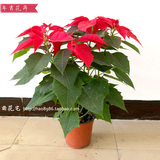 一品红盆栽 红火植物 圣诞红 喜庆节日摆放 厦门室内净化甲醛包邮