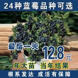 当年结果盆栽地栽果树苗 蓝莓树苗 蓝莓苗 全国种植 带原土发货
